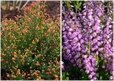 Scotch Heather Calluna Vulgaris 'Spring Torch' | Evergreen Shrub | Pot Plant • £7.99