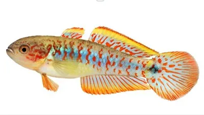 Peacock Gudgeon Live Fish • $10