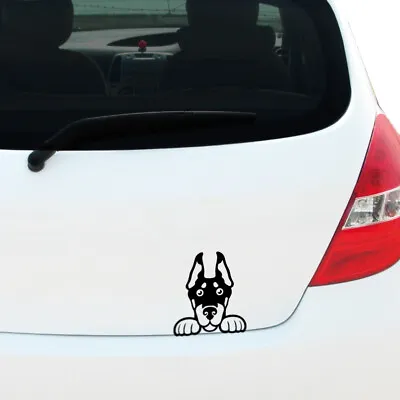 £3.20 • Buy 150mm Peeking Doberman Pinscher Vinyl Decal Sticker Car Window Bumper Dog Puppy