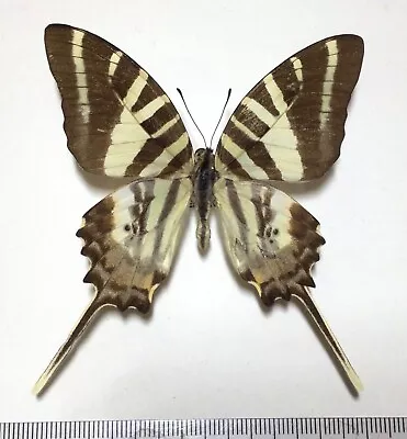 Graphium Epaminondas Male  South Andaman Is. India • $70