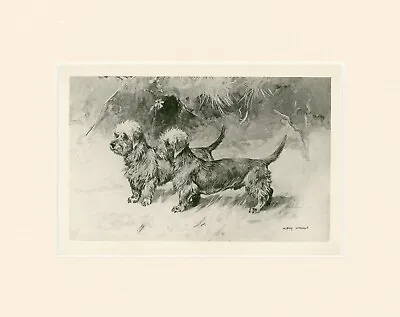 £12.99 • Buy Dandie Dinmont Terrier Rare 1897 Antique Dog Print Arthur Wardle Ready Mounted