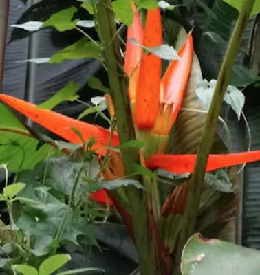 Musa Aurantiaca | Dwarf Orange Banana | 5 Seeds • $8.79