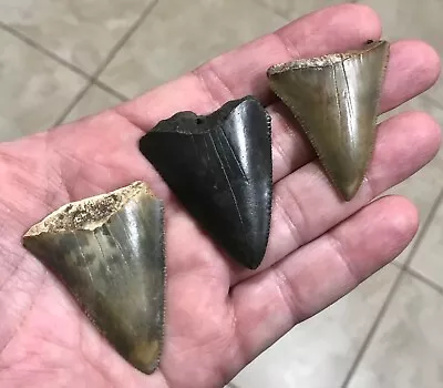 GORGEOUSLY GRAND - S.W.FLORIDA LAND FINDS - GREAT WHITE Shark Teeth Fossils • $46