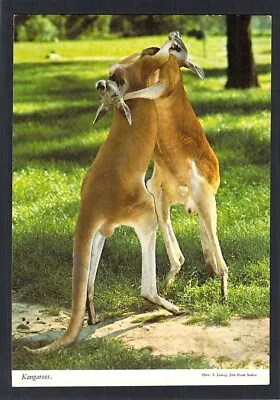 D5160 Australia Animals Boxing Kangaroos John Hinde Postcard • $10.70