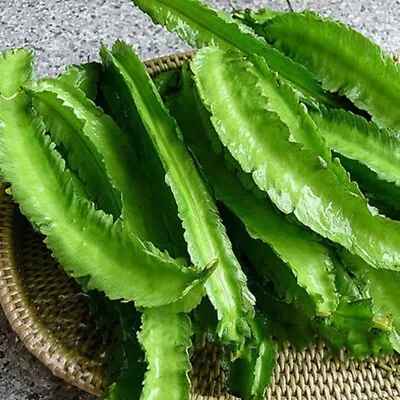 USA 50 WINGED BEAN Seeds; Dara Dham Bala Four Angled Bean Manila/Goa/Dragon Bean • $5.49