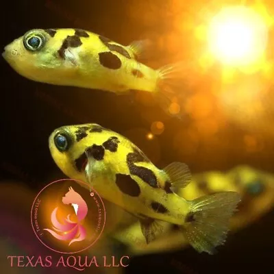 5 Pieces Pea Puffer  Fish - Top Quality - Usa Reputable Seller - Overnight • $57.99