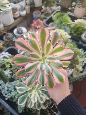 Aeonium Chanel ‘allure’ Variegated • $60.50