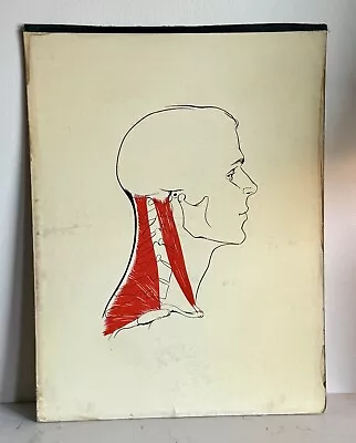 Vintage Mid Century Medical Neck Chart Art • $80