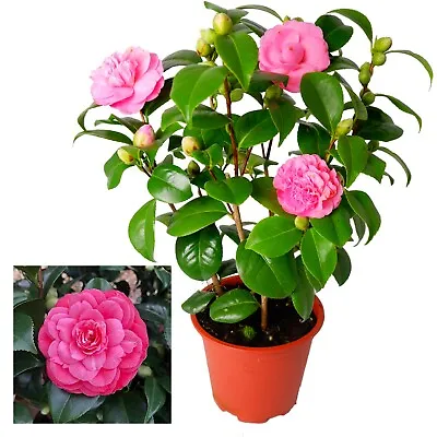 Camellia Japonica Principessa Baciocchi Plant - Evergreen Shrub 50-60 Cm Height • £27.99