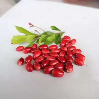 5+ FREE Miracle Berry Seeds (Synsepalum Dulcificum) - Rare Fruit - Free Shipping • $14.99