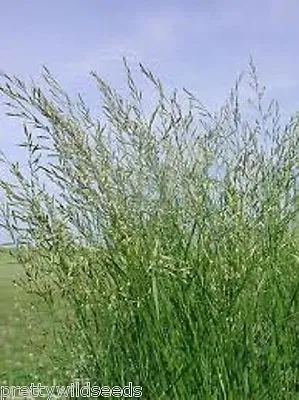 Meadow Fescue Grass Seed Grazing Hay Rabbit Horses Pasture 50g To 5kg Seeds • £2.99