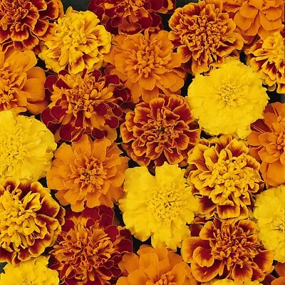 French Marigold Bonanza Garden Ready - 6 X 4cm Plug Plants • £5.99