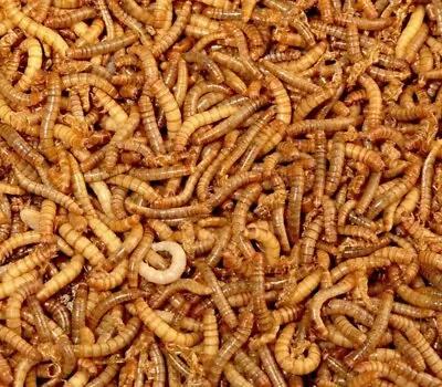 Mealworms X 100 Live Food Feeders Reptile Amphibian Exotic Bird Feeders  • £3.55