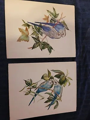Vintage E. Serton Blue Parakeets  • $34.95