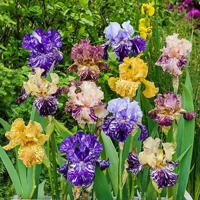 20 Mixed Color Iris Seeds Fragrant Flower Plant (much Less Money Than Bulbs) • $4.36