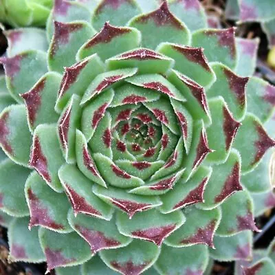 Sempervivum 'Mint Marvel' – Houseleek In 9cm Pot - Succulent Perennial • £9.99