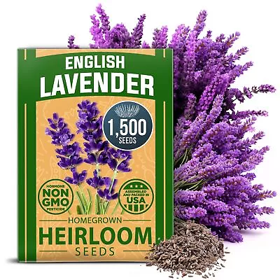 Premium English Lavender Seeds 1500 Non-GMO Herb Seeds USA-Sourced Wildflower • $10.97
