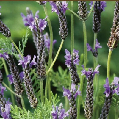 £5 • Buy Lavender Oregano X 3 Plug Plants. HARDY SHRUB