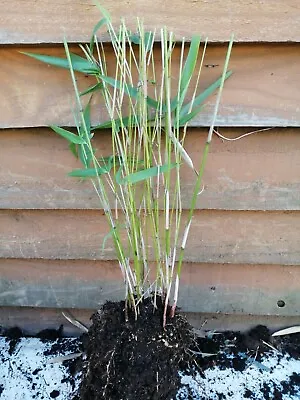 Bamboo FARGESIA RUFA LIVE Plant Bamboo SMALL CLUMP 2-3 STEMS • £8.99