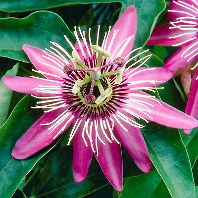 Passiflora 'Victoria' Passion Flower | Evergreen Garden Outdoor Climber 9cm Pot • £12.99