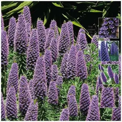 Echium Mulberry Fields X10 Seeds. Heavy Flowering Evergreen Perennial • $6.55