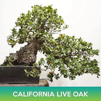 California Live Oak Seeds Coast Live Oak Quercus Agrifolia • $9.99