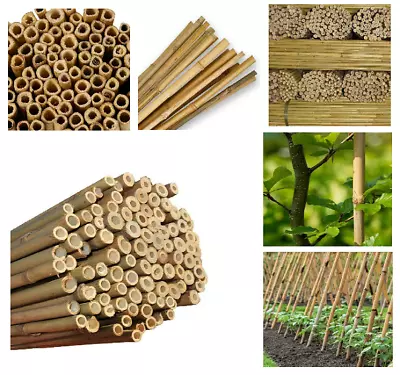 2ft To 7ft Large Bamboo Canes Strong Heavy Duty Garden Plant Support Thick Pole • £8.99