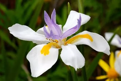 Fresh Fairy Orchid Iris Seeds Purple White Flower Evergreen Plant Seed Free Post • $15.95