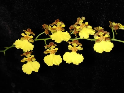 $25 • Buy Orchid Plant 0406. Oncidium Blanchettii Nice Blooming Size Division In 100mm Pot
