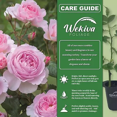 Old English Pink Rose Bush - Live Starter Plants In 2 Inch Pots - Beautiful... • $24.01