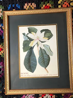 Rand. Hort. Chelf Magnolia Folios Ovato Print In Frame Double Mat 22x18 • $100
