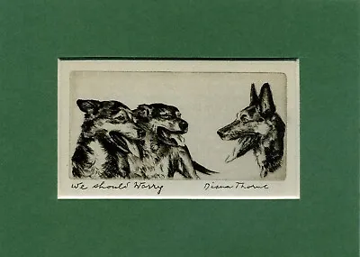 ~ German Shepherds ~ Alsatian Dogs Print By Diana Thorne Genuine Vintage 1935 • $8.70