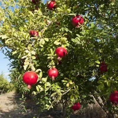 Salavatski Russian Pomegranate - Punica Granatum - Live Plant • $20.99