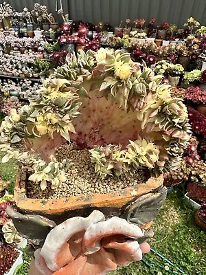 Echeveria Rajoya Variegated Crested Rare Succulent  • $800