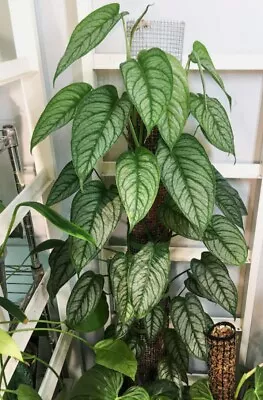 Monstera Siltepecana Fresh Unrooted 3 Fresh Cuttings.  • $11.99