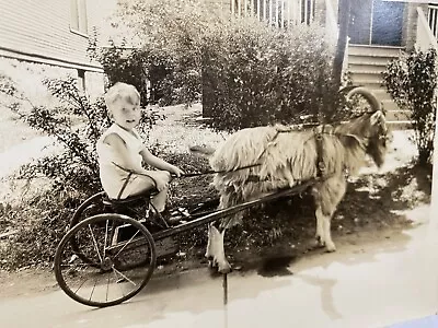 Vtg 1931 Smiling Billy Boy Goat Cart Sulky 5x7 Photo Farm Goat Horn • $41.24