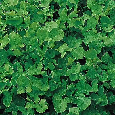 £3.99 • Buy Sorrel Herb Seeds Hardy Garden Plants Perennial Dock 1 Packet 1000 Seeds T&M