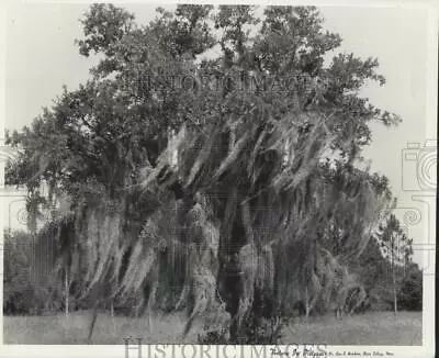 1964 Press Photo Spanish Moss On Oak Tree In Louisiana - Nox14324 • $19.99