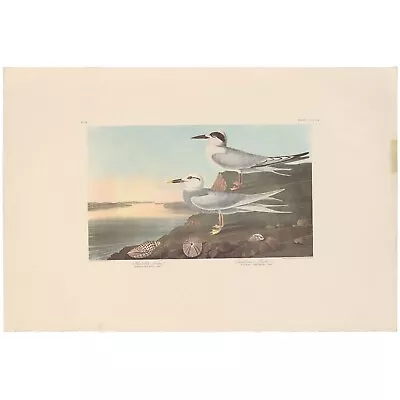 Audubon Amsterdam Ed Dbl Elephant Folio Lithograph Pl  409 Havell's Tern • $200