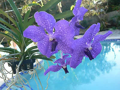 Orchid Vanda Pachara Delight Blue/purple Near Or In Spike Exotic Tropical Plant  • $42.95