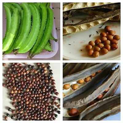 Dragon Bean/princess Bean/Winged Bean Seeds 100% Organic Vegetable-20 Seeds. • $1.47