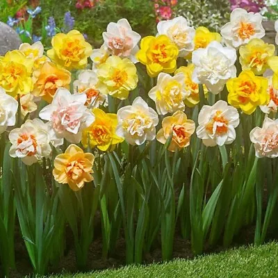 Narcissus Fragrant Double Daffodil Mixture Hardy Perennial Flower Bulbs Planting • $8.39