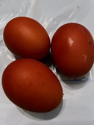 12++ Beautiful Dark Maran Hatching Eggs • $15