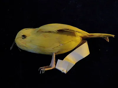 Vintage Millinery Bright Yellow Finch Bird Of Real Feathers For Hat 5  CC9 • $24.23