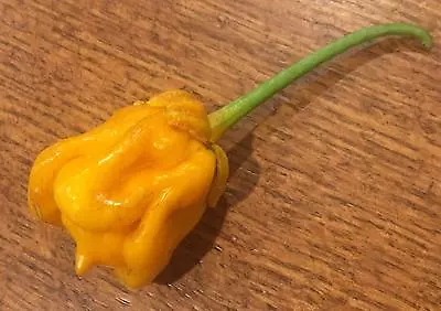 Yellow Bubblegum 7 Pot Scorpion Super Hot Pepper Premium Seed Packet + More • $8.99