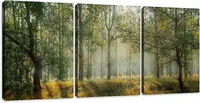 Tree With Sunlight Wall Art Poster Print 3 Piece Large Modern Forest Landscape C • $142.63