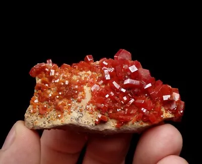 VANADINITE Beautiful RED Lustrous Crystals ! MOROCCO Mibladen /pi995 • $37.99