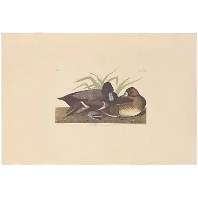 $100 • Buy Audubon Amsterdam Ed Dbl Elephant Folio Lithograph Pl 229 Scaup Duck