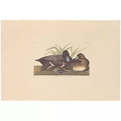 Audubon Amsterdam Ed Dbl Elephant Folio Lithograph Pl 229 Scaup Duck • $100