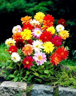 10 Dahlia Dwarf Patio Mix Summer Flower Garden Perennial Bulbs Tubers • £12.95